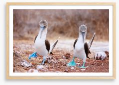 Blue footed booby mates Framed Art Print 53130682