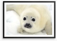 Soulful harp seal pup Framed Art Print 53407720