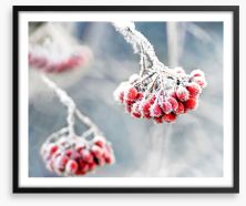 Glacé rowan berries Framed Art Print 53434510