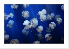 Floating jellyfish Art Print 53724453