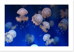Diving jellyfish Art Print 53724456