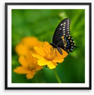 Butterflies Framed Art Print 53817119