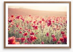 Poppy field sundown Framed Art Print 54227252