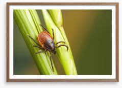 Insects Framed Art Print 54250453
