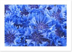 Cornflower blue Art Print 54580400