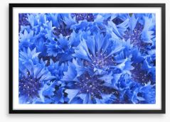 Cornflower blue Framed Art Print 54580400
