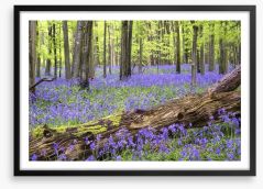 Vibrant bluebell forest Framed Art Print 54855919