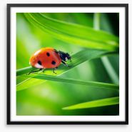 Insects Framed Art Print 54884808
