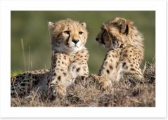 Cheetah brothers Art Print 55017294