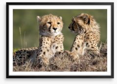 Cheetah brothers Framed Art Print 55017294