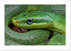 Emerald snake Art Print 55140376