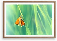 Butterflies Framed Art Print 55153062