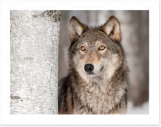 Grey wolf in the snow Art Print 55193652