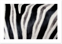 Zebra stripes Art Print 55199128
