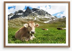 Til the cows come home Framed Art Print 55277338