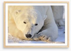 Peaceful polar bear Framed Art Print 55361181