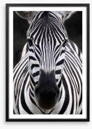 Zebra face Framed Art Print 55613028