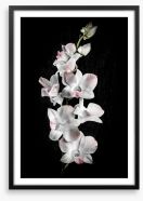 Orchid alone Framed Art Print 55645938