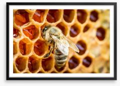 Insects Framed Art Print 55797210