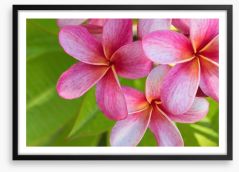 Pink frangipani Framed Art Print 55908362