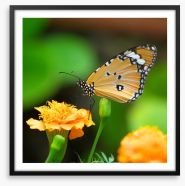 Insects Framed Art Print 55925314