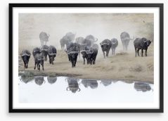 Buffalo mirror Framed Art Print 56246137