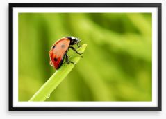 Insects Framed Art Print 56353260