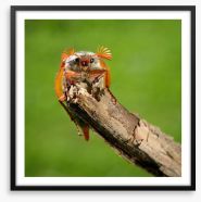 Insects Framed Art Print 56375646