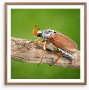 Insects Framed Art Print 56375660