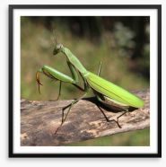 Insects Framed Art Print 56890224