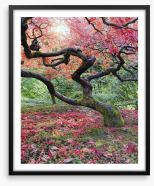 Japanese maple in fall Framed Art Print 57000715