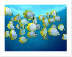 Fish / Aquatic Art Print 57514026