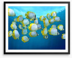 Fish / Aquatic Framed Art Print 57514026