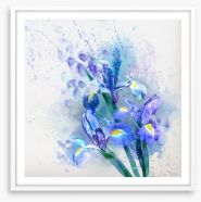 Watercolor iris Framed Art Print 57523611
