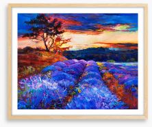 Lavender fields forever