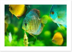 Fish / Aquatic Art Print 57644150
