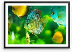 Fish / Aquatic Framed Art Print 57644150
