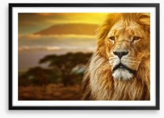 Mount Kilimanjaro lion Framed Art Print 57644661