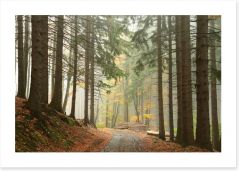 Path through the conifers Art Print 57713018