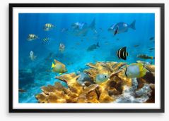 Elkhorn coral life Framed Art Print 57882220