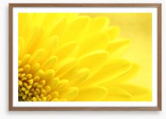 Yellow chrysanthemum petals Framed Art Print 57915870
