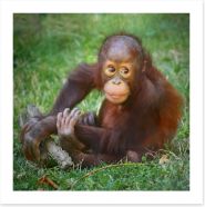 Orangutan baby Art Print 57924769