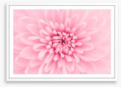 Pink chrysanthemum petals Framed Art Print 58064097
