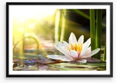 Sunbeam on lotus Framed Art Print 58356953