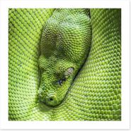 Reptiles / Amphibian Art Print 58775233