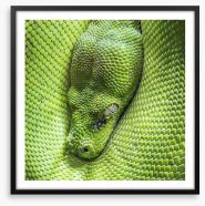 Reptiles / Amphibian Framed Art Print 58775233