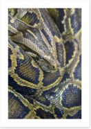 Reptiles / Amphibian Art Print 58775241
