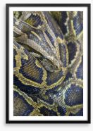 Reptiles / Amphibian Framed Art Print 58775241