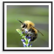 Fluffy bee Framed Art Print 59081459