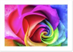 Vibrant rainbow rose Art Print 59184725